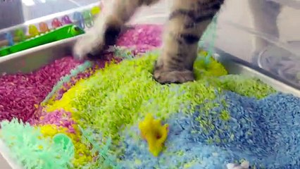 A incrível amizade entre uma menina autista de 6 anos e um gato