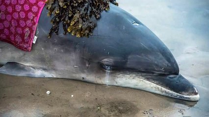 Quando chegar ao sítio errado resulta em salvar uma vida