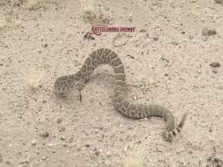 Lynyrd Skynyrd - Farewell Tour Germany 2019 in Erfurt / Messehalle Teil.1