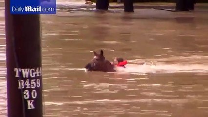 Cavalo resgatado em inundações no Texas