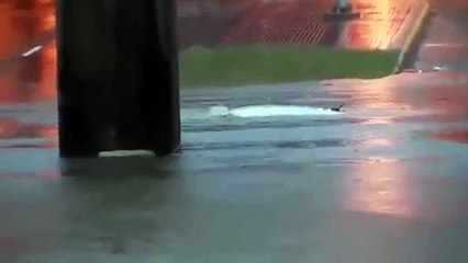 Repórter em direto salta para água para ajudar homem