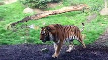 tigres zoo
