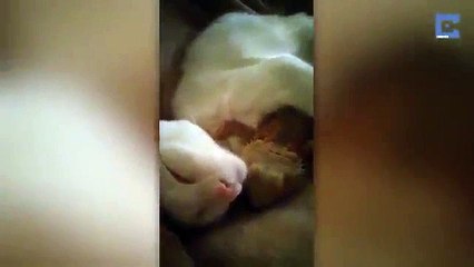 Amizade entre gato e dragão