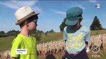 Quand les bergers invitent les touristes pour la transhumance d’été