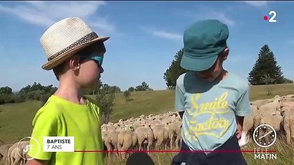 Quand les bergers invitent les touristes pour la transhumance d’été