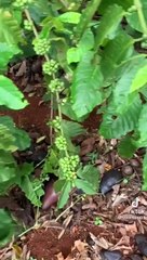 Cảnh bơ rụng đầy vườn tại Đắk Lắk