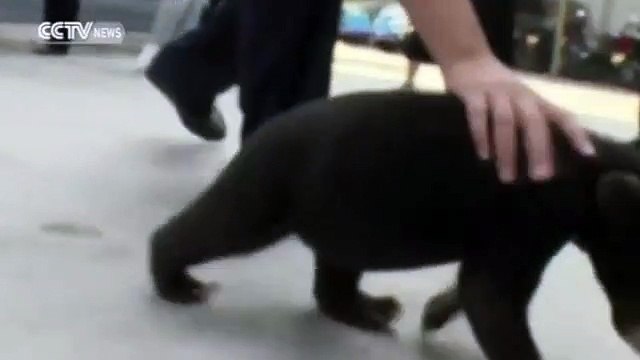 Adotou um cão e semanas depois descobriu que se tratava de um urso