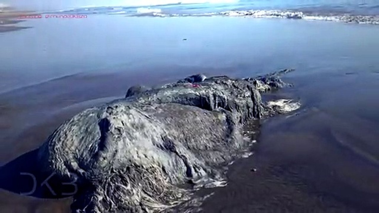 Restos de animal desconhecido dão à costa no México