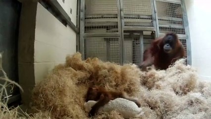 mãe e cria orangotango