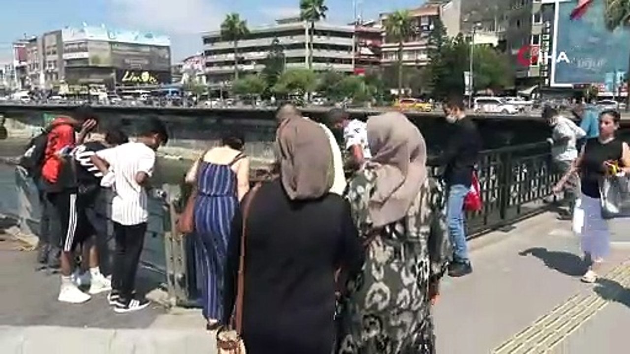 Asi Nehri’nde balık ölümleri