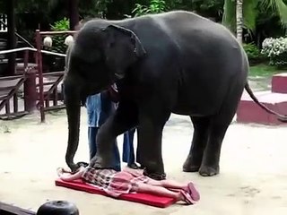 Sabia que na Tailândia pode receber uma massagem… de um elefante