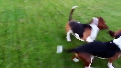 Já conhece o novo membro da família de Manuel Luís Goucha?