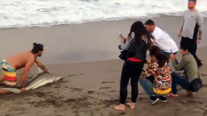 Homem prende tubarão para tirar fotografia