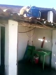 Macaco embebeda-se, rouba faca e mostra-se ameaçador