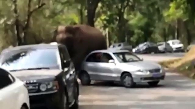 Elefante sai de reserva natural e destrói automóveis