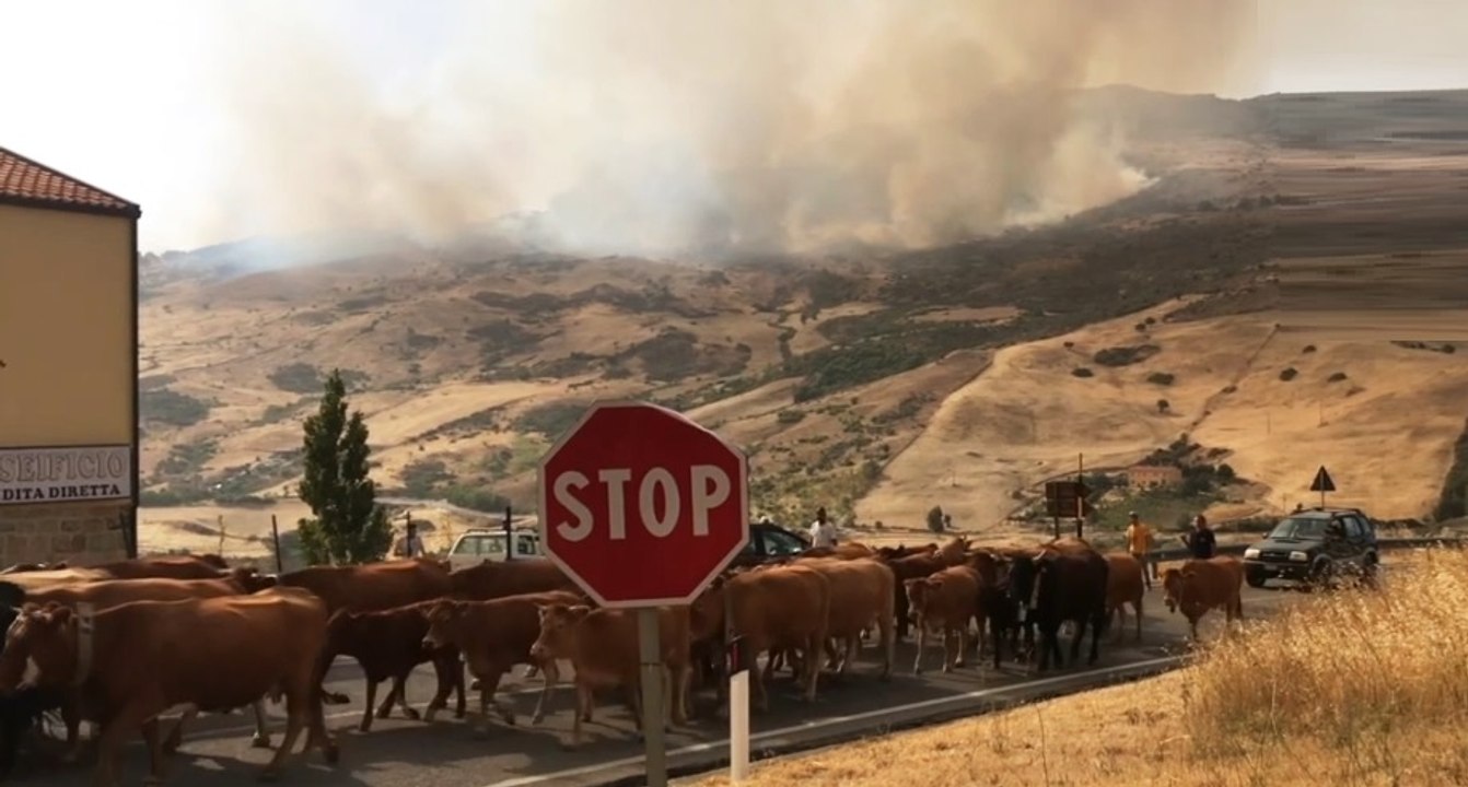 Petralia Soprana (PA) - Vasto incendio vicino abitazioni (11.08.21)