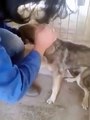 Após anos de maus tratos, este cão recebe um carinho pela primeira vez