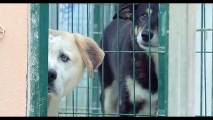 Neste Natal, não compre. Adote