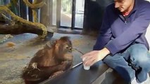 Veja a incrível reação deste orangotango a um truque de magia