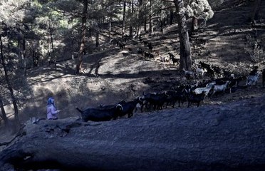 180 küçükbaştan oluşan sürüyü orman yangınından kurtaran aile 5 gün ovada kaldı