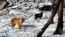 A amizade improvável entre um tigre e uma cabra