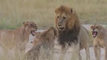 Who is the BOSS? Lion politics in Kruger National Park