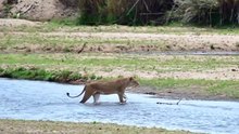 Lioness kills two Impalas & struggles to keep vultures away...