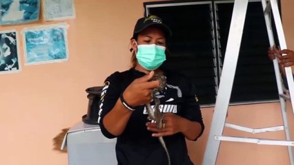 อ่างทอง สุดทึ่งสาวกู้ภัยจับลูกงูเหลือมแอบซุกซ่อนตัวในหลังคาบ้านยายวัย60ปี