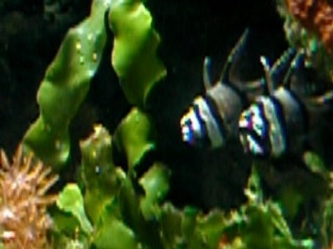 Parade de récupération des oeufs par le mâle Pterapogon