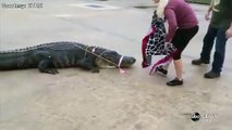 Crocodilo capturado em centro comercial no Texas