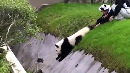 A fuga mais fofa de sempre de um panda