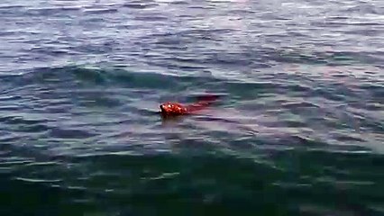 Foca a 'surfar' em cima de baleia