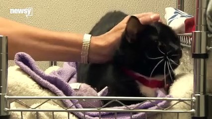 Gato meu, gato meu… o que dizes tu sobre o meu 'eu'?