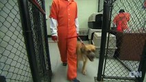 Os companheiros de cela destes prisioneiros são... cães