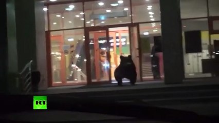 Urso entra em shopping na Rússia e acaba abatido