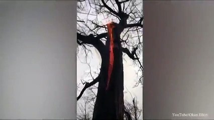 A 'árvore do diabo', que arde por dentro sem sinais no exterior