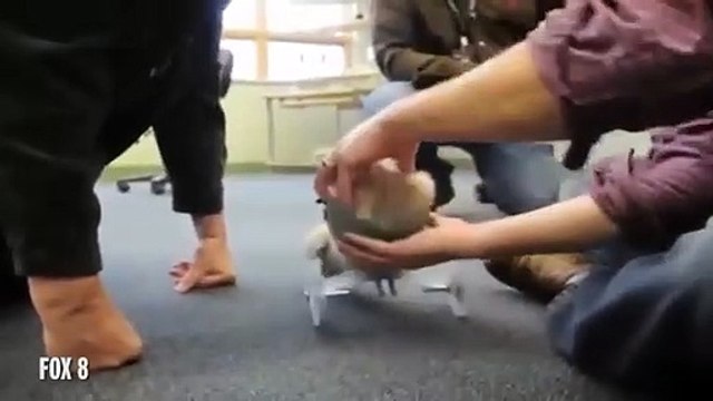 Cachorro anda pela primeira vez graças a impressão 3D