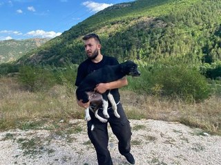 Ormanda ölüme terk edilen 11 köpek tedaviye alındı