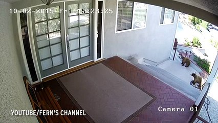Cão assusta dois ursos que entraram no jardim da casa