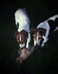 Rita Pereira em dificuldades com as cadelas