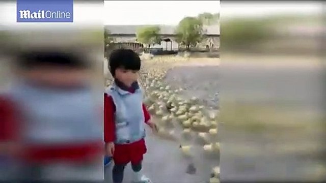 Milhares de patos recém-nascidos vêem água pela primeira vez