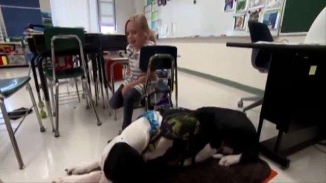 Bella sofre de uma doença degenerativa. É George, o cão, quem a ajuda