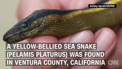 Cobra venenosa dá à costa na Califórnia