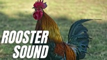 Rooster Crowing Loud Sound Effect | Sound Of Rooster Crowing | Kingdom Of Awais