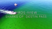 Drone capta imagens de centenas de tubarões na costa da Florida