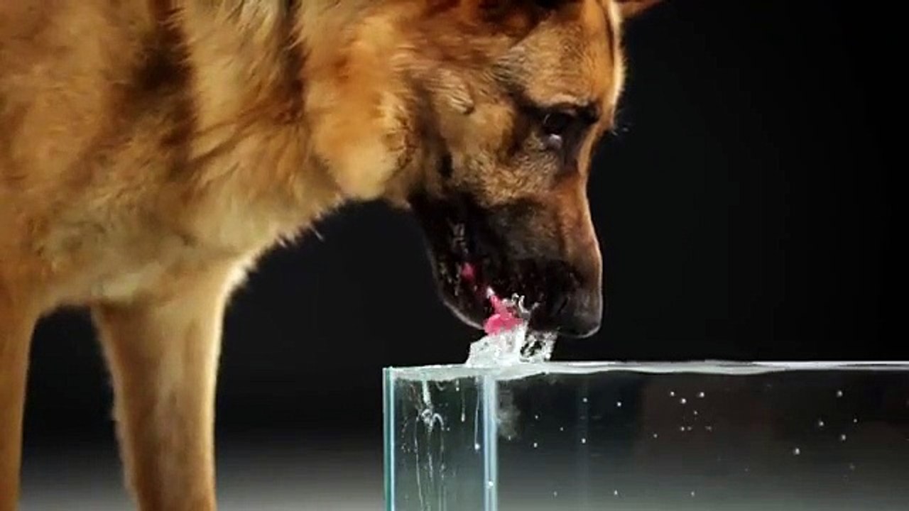 É assim que os cães realmente bebem água