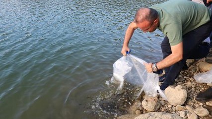 ÇANAKKALE'DE GÖLETLERE 250 BİN PULLU SAZAN BALIĞI YAVRUSU BIRAKILDI