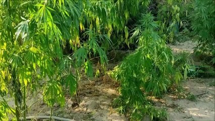 8 kilogram esrar ve 1327 kök Hint keneviri ele geçirildi