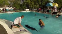 Neste dia os cães tiveram autorização para entrar nas piscinas