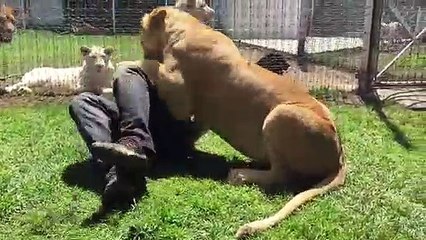 O emocionante reencontro de uma leoa e o homem que a salvou